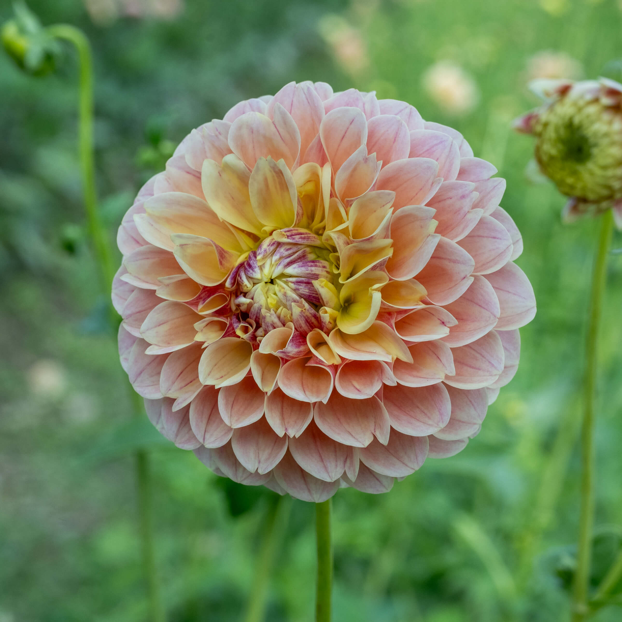 Buy Sweet Suzanne Tuber (Bulb) – Bear Creek Farm