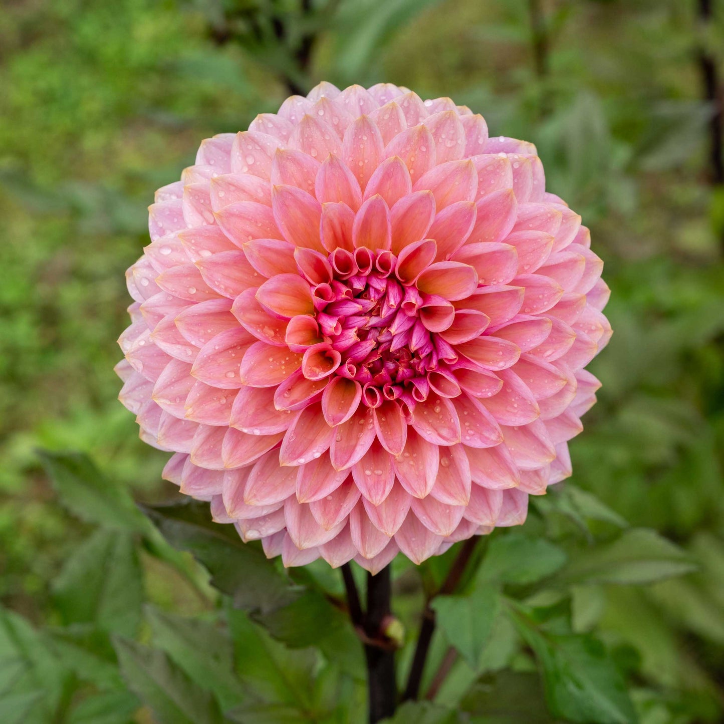 Sweet Sanne Dahlia