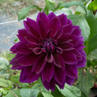 Thomas A. Edison Dahlia