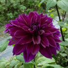 Thomas A. Edison Dahlia