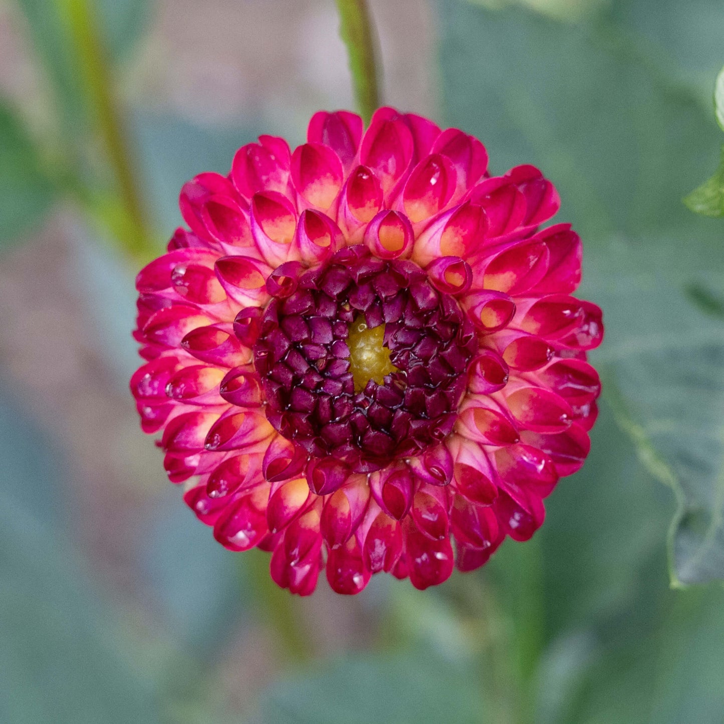 Vino Dahlia