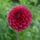 Zundert Mystery Fox Dahlia