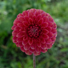 Zundert Mystery Fox Dahlia