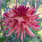 Belle of Barmera Dahlia