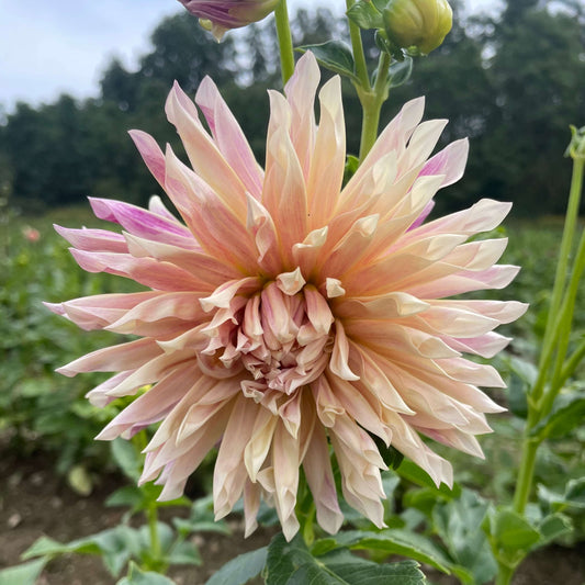 Café de Paris Dahlia