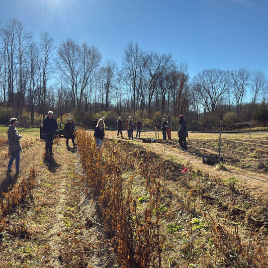 Dahlia Tuber Workshop