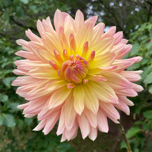 Hollyhill Donatella Tuber