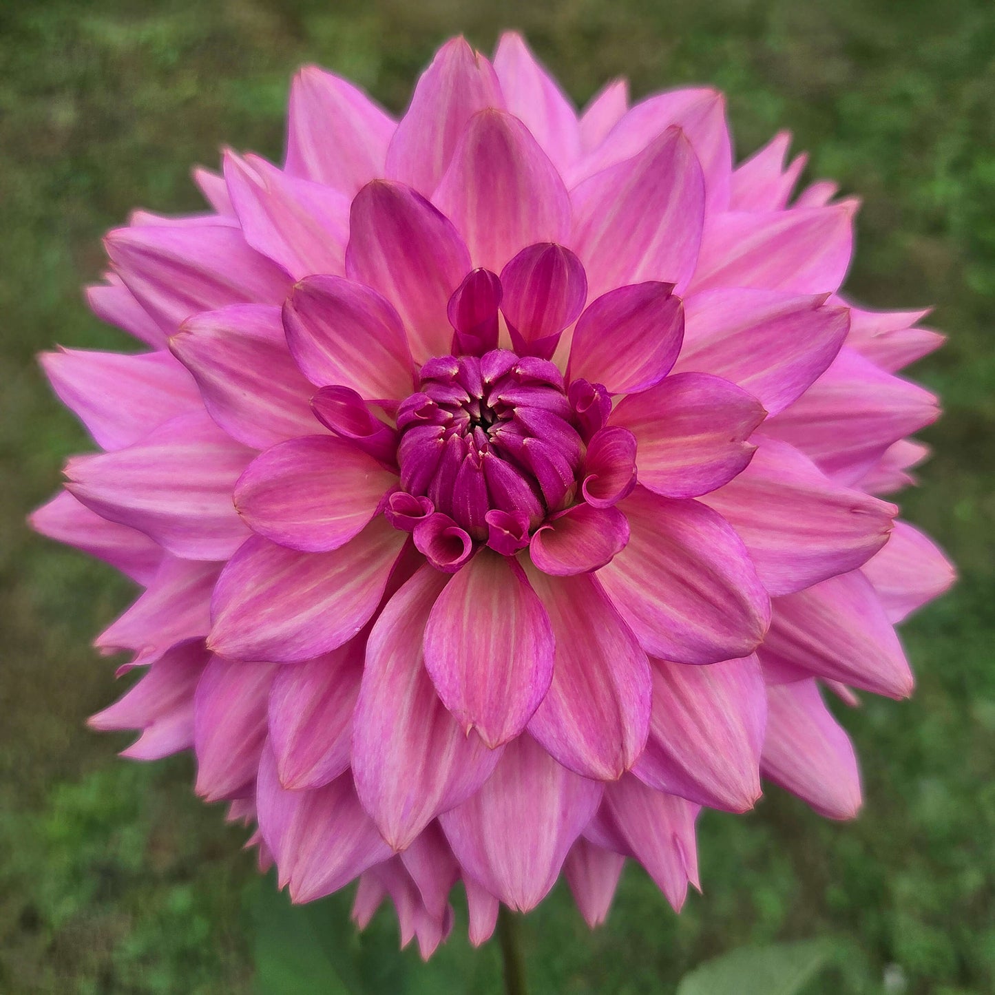 La Belle Epoque Tuber