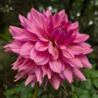 La Belle Epoque Tuber