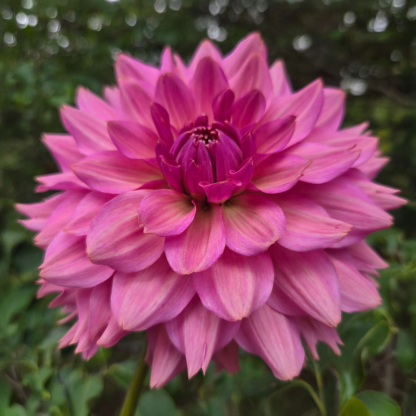 La Belle Epoque Tuber