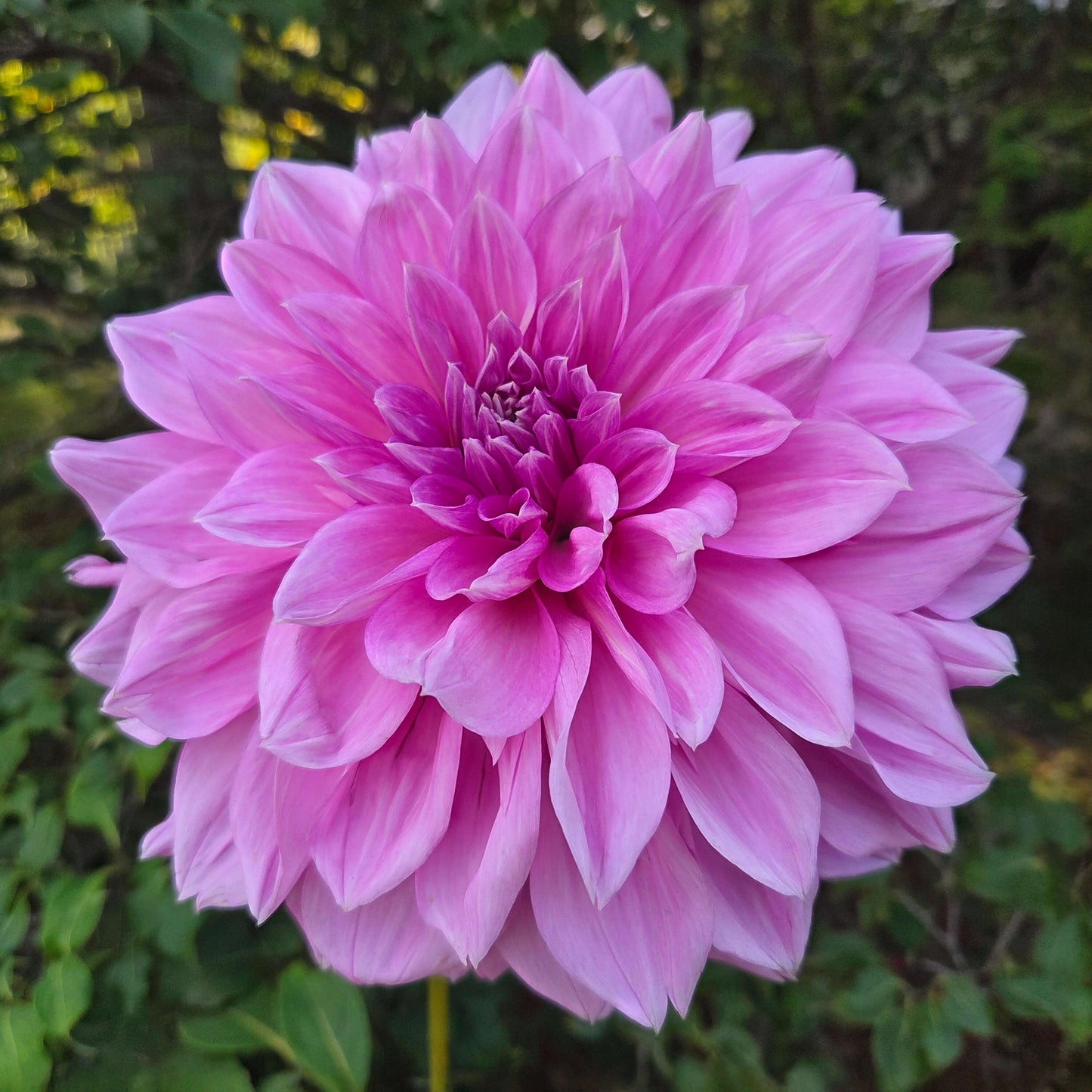 Lavender Perfection Tuber