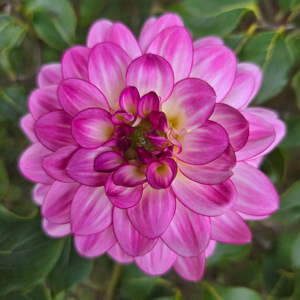 Lenny's Dream Dahlia – Bear Creek Farm