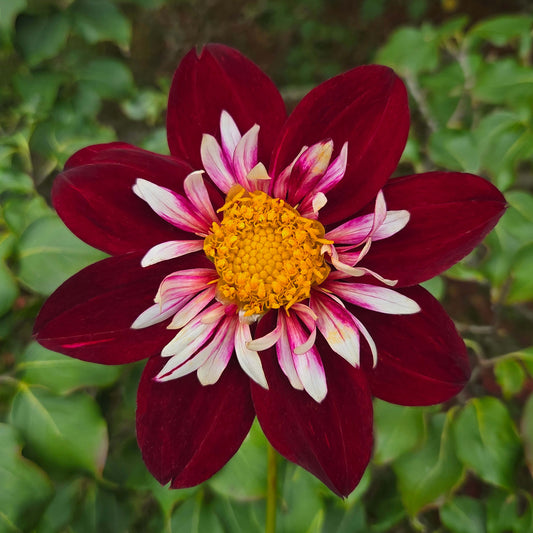 Night Butterfly Tuber