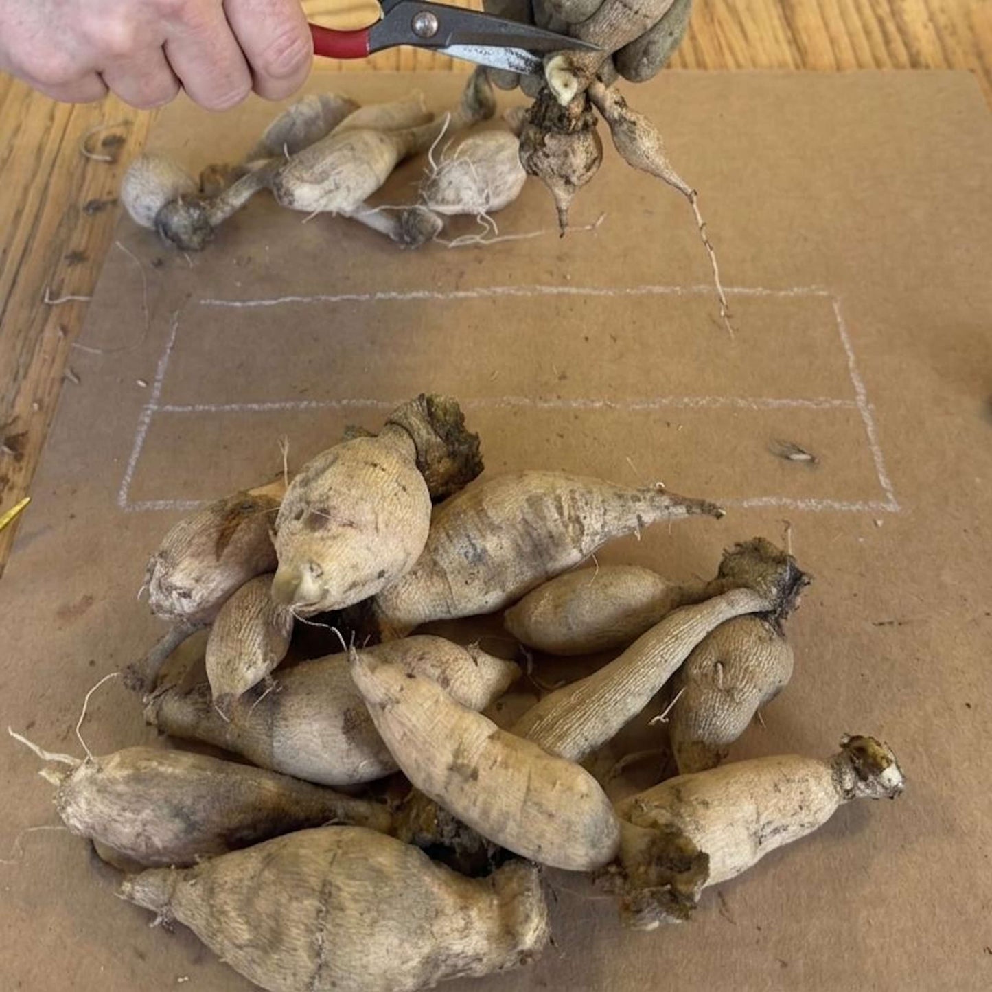 Dahlia Tuber Workshop