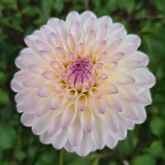 Tahoma Steller Feller Tuber