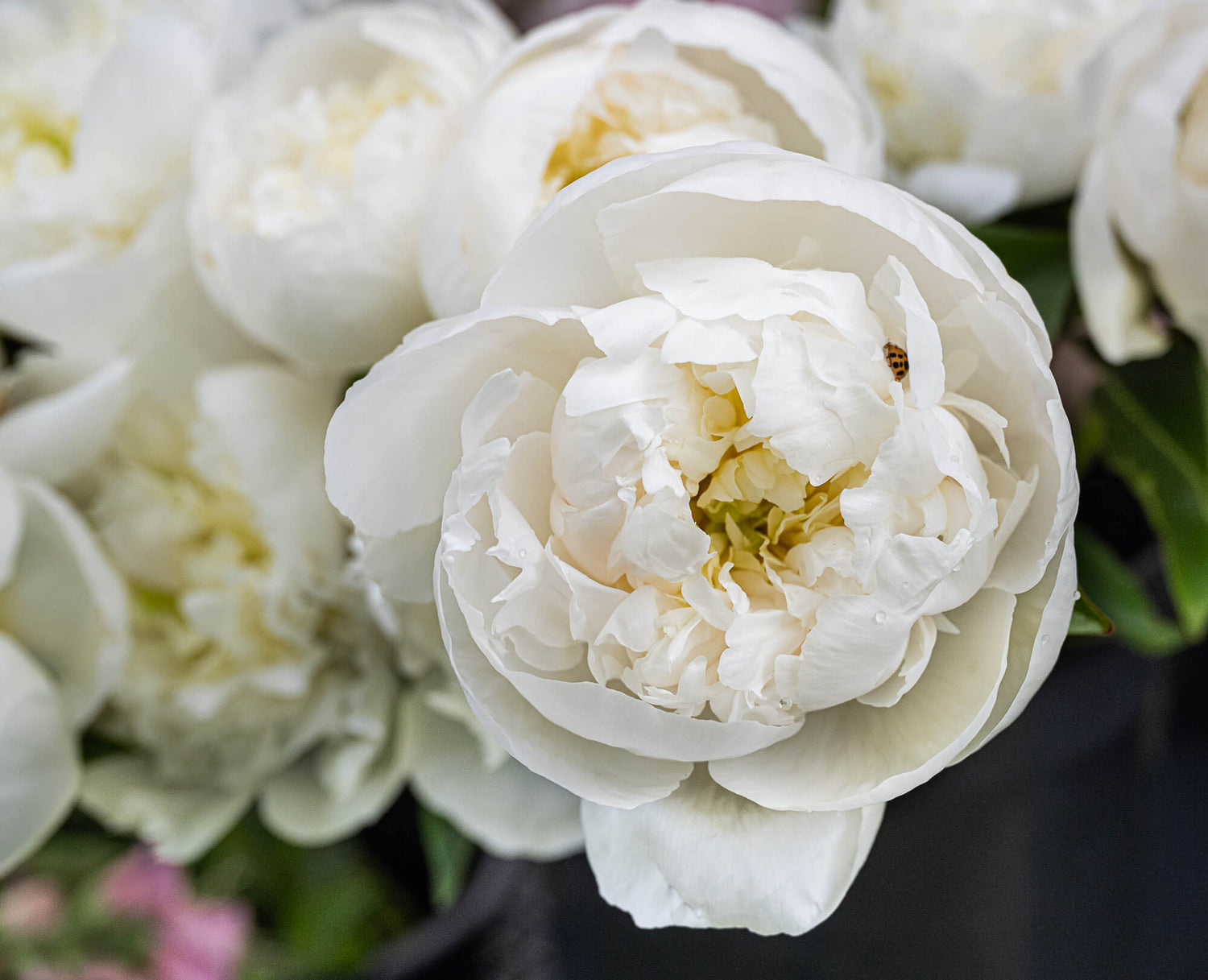 Fresh Cut Flowers — Dahlia