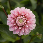 Strawberry Cream Dahlia