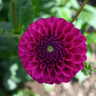 Cryfield Harmony Dahlia