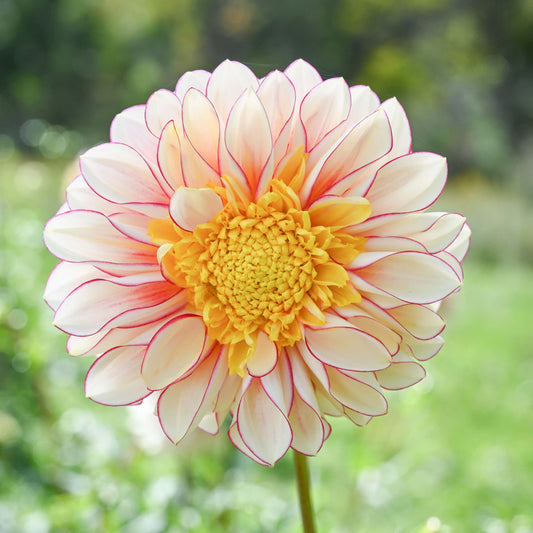 Polka Dahlia