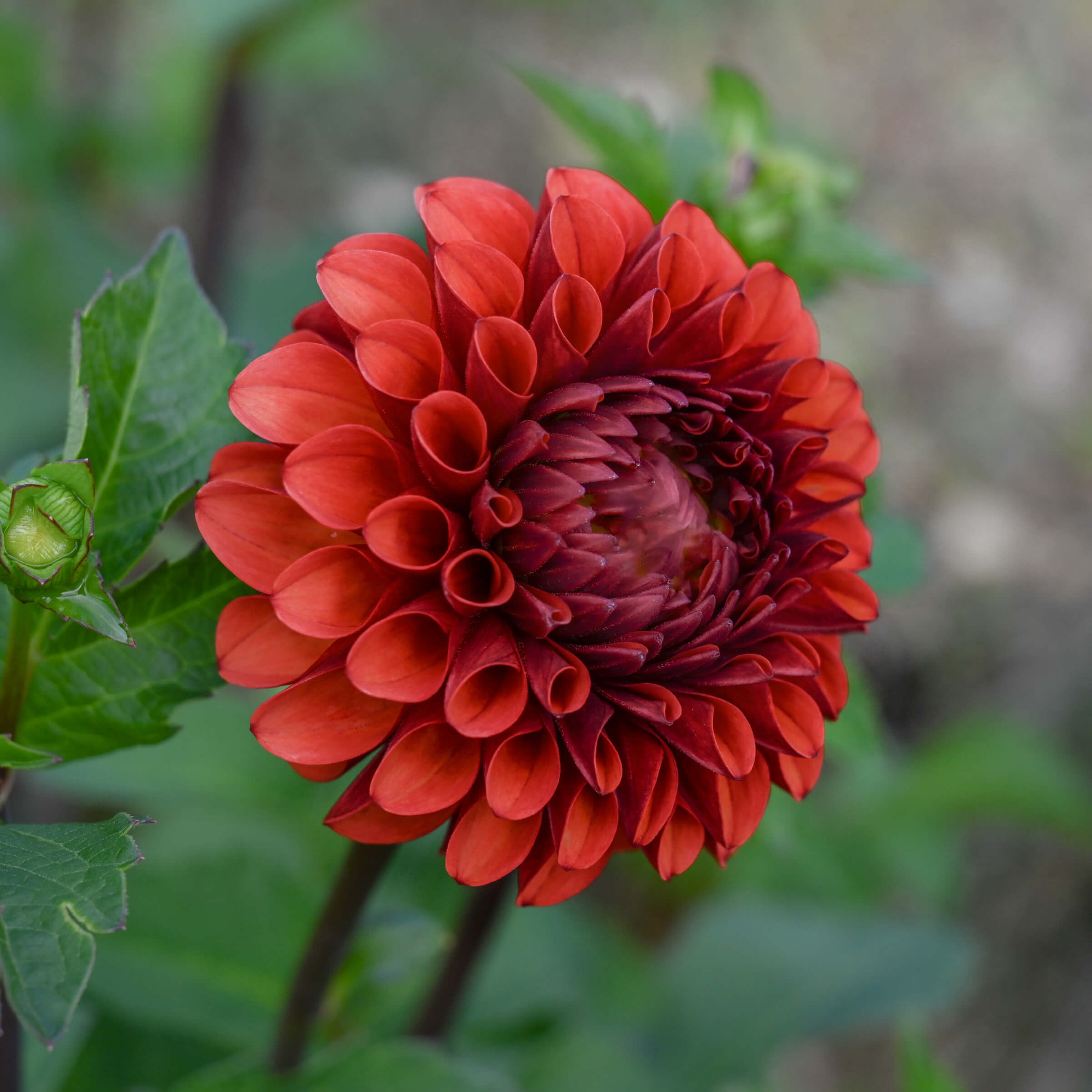 Brown Sugar Dahlia – Bear Creek Farm