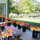 Farm Tour and Dahlia Workshop
