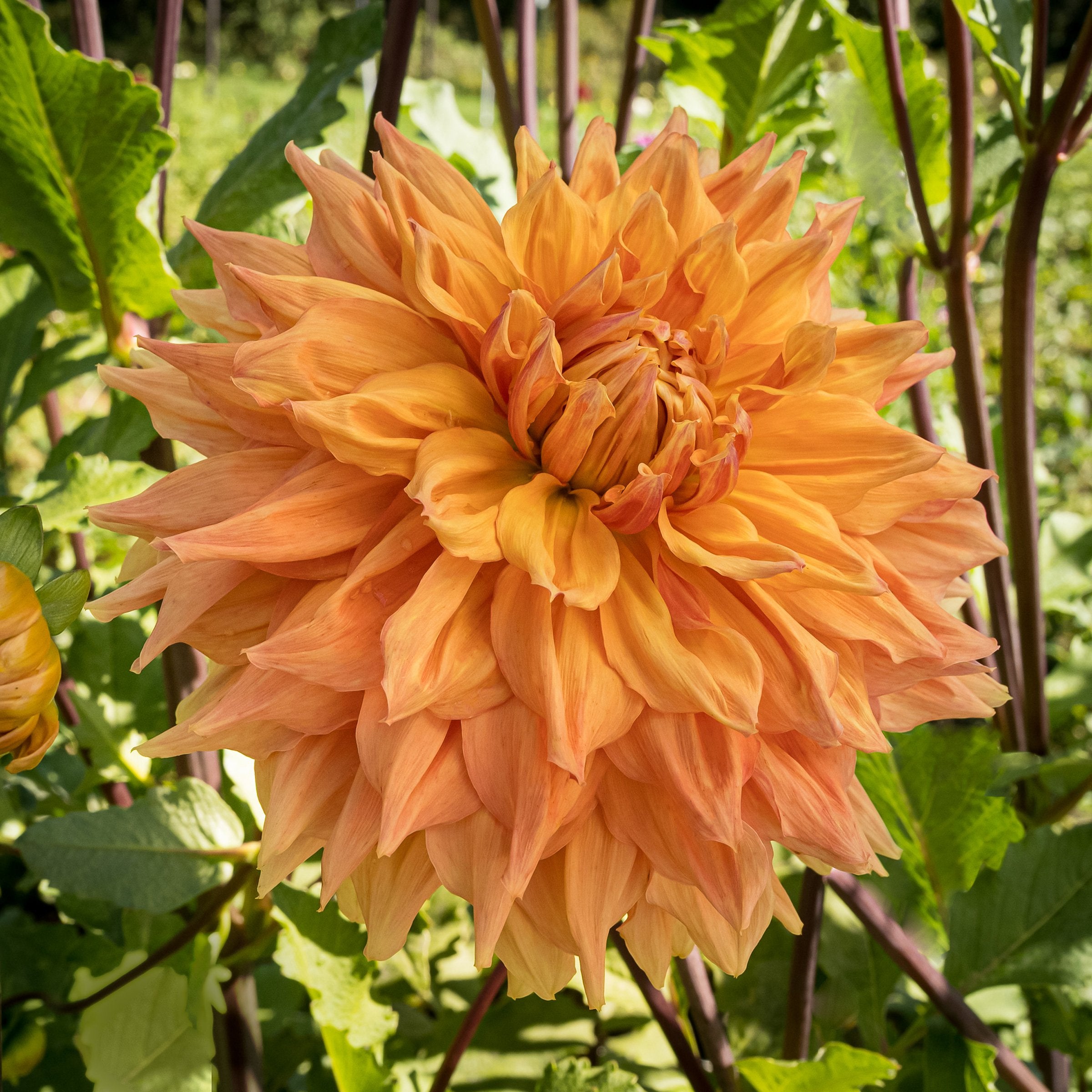 Ben Huston Dahlia – Bear Creek Farm