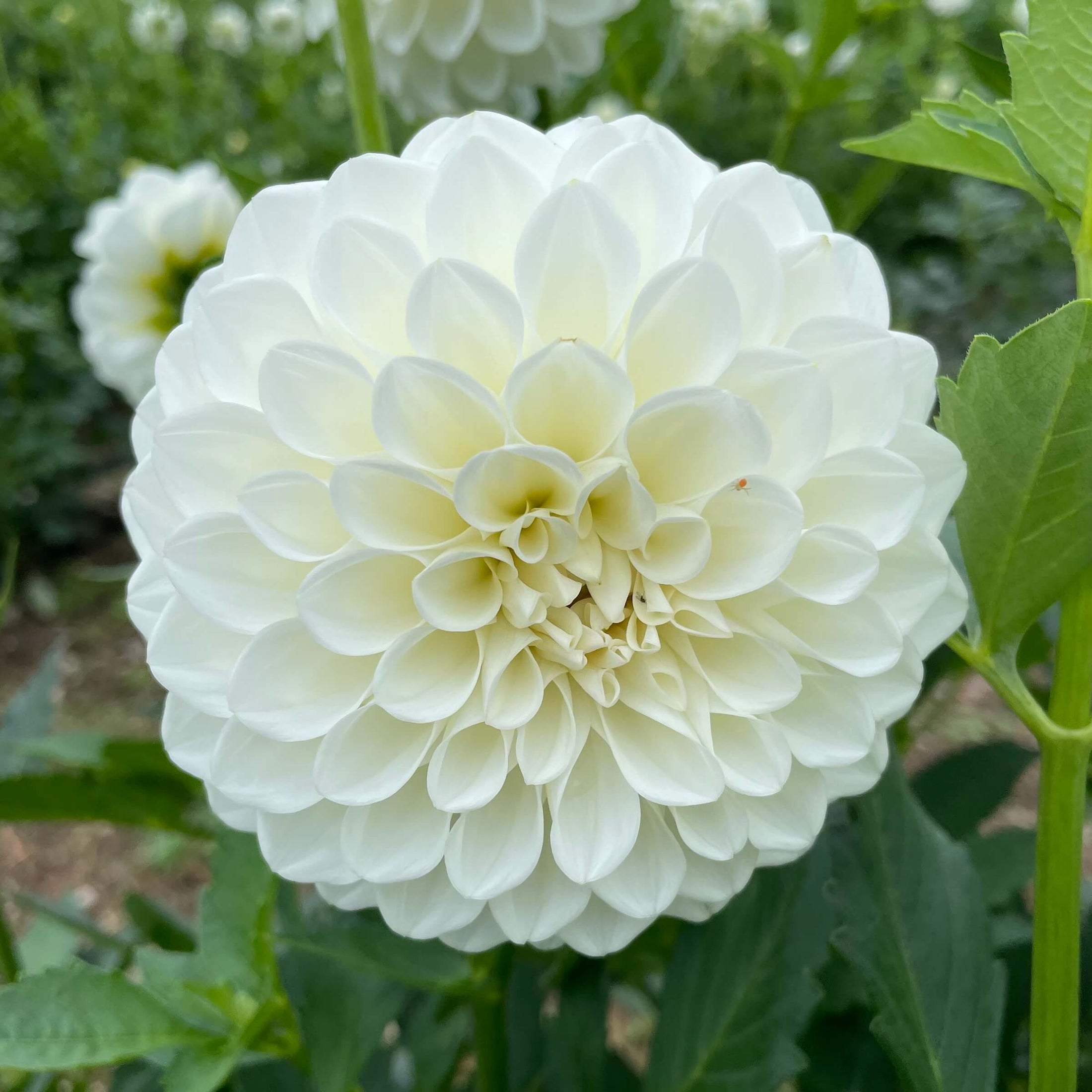 Boom Boom White Dahlia – Bear Creek Farm