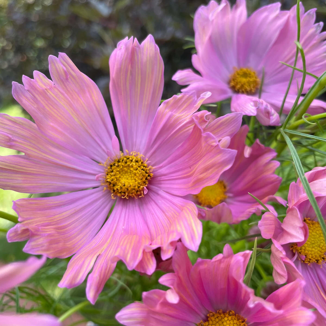 Cosmos Apricotta – Bear Creek Farm