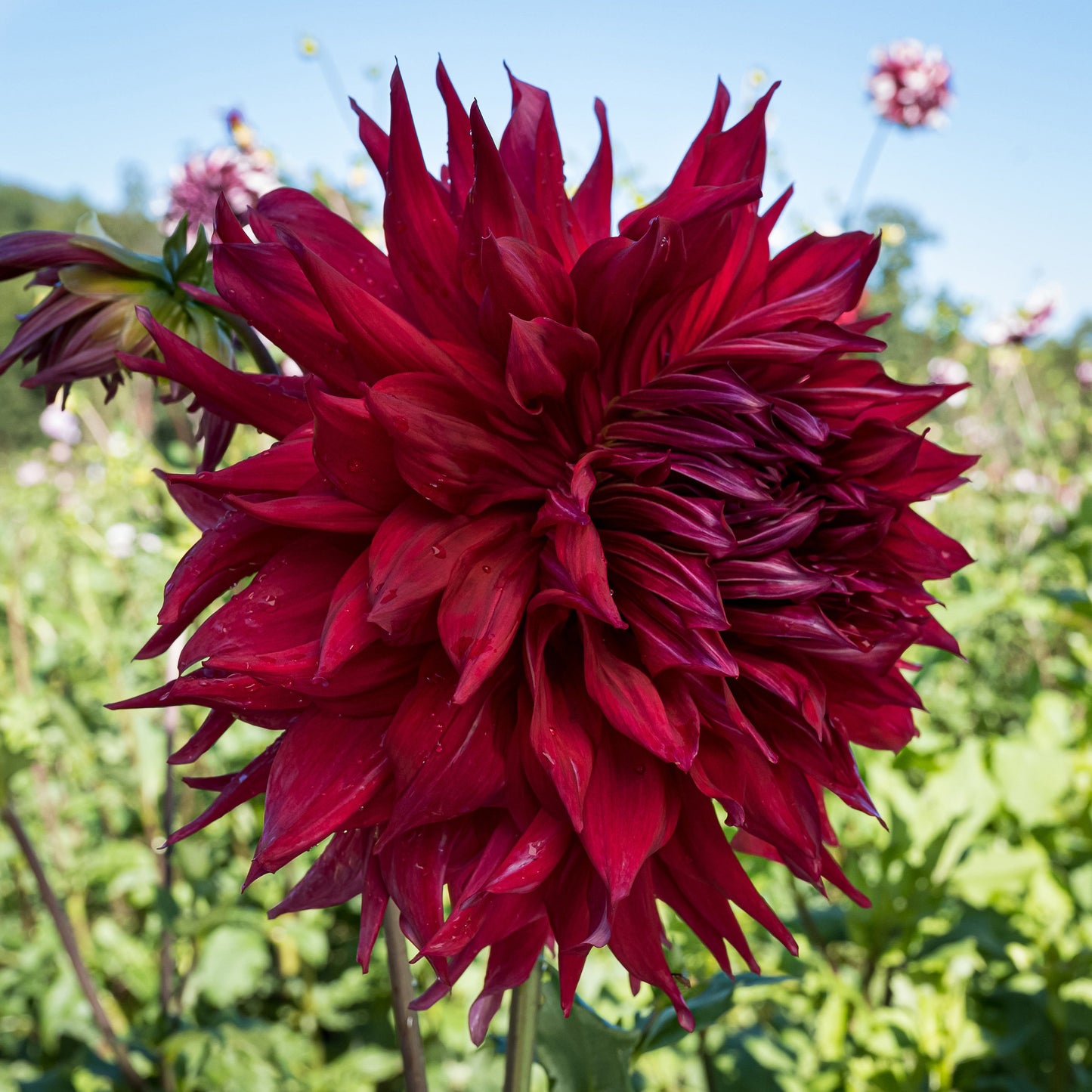 Creve Coeur Dahlia