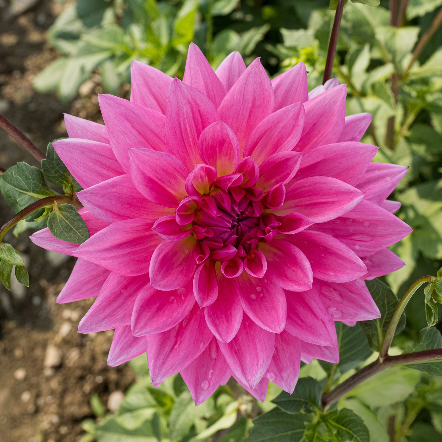 Dominique Dahlia