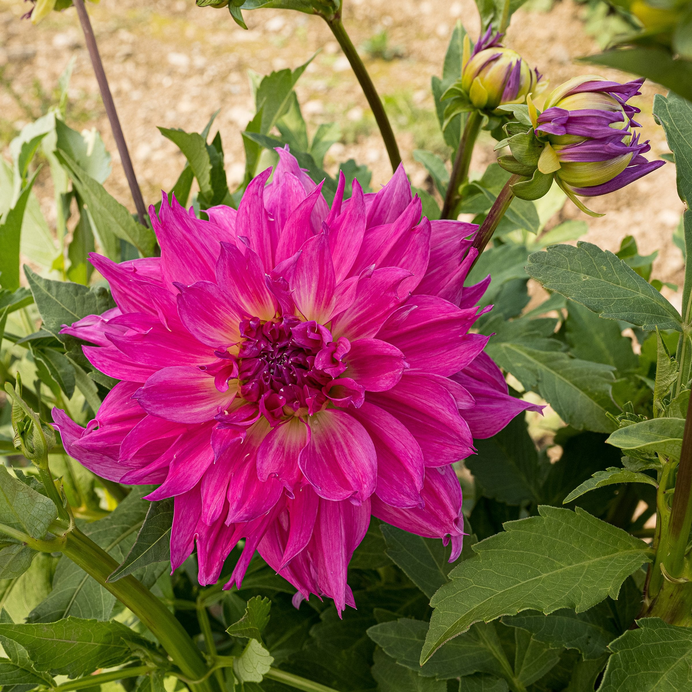 Elsie Huston Dahlia – Bear Creek Farm