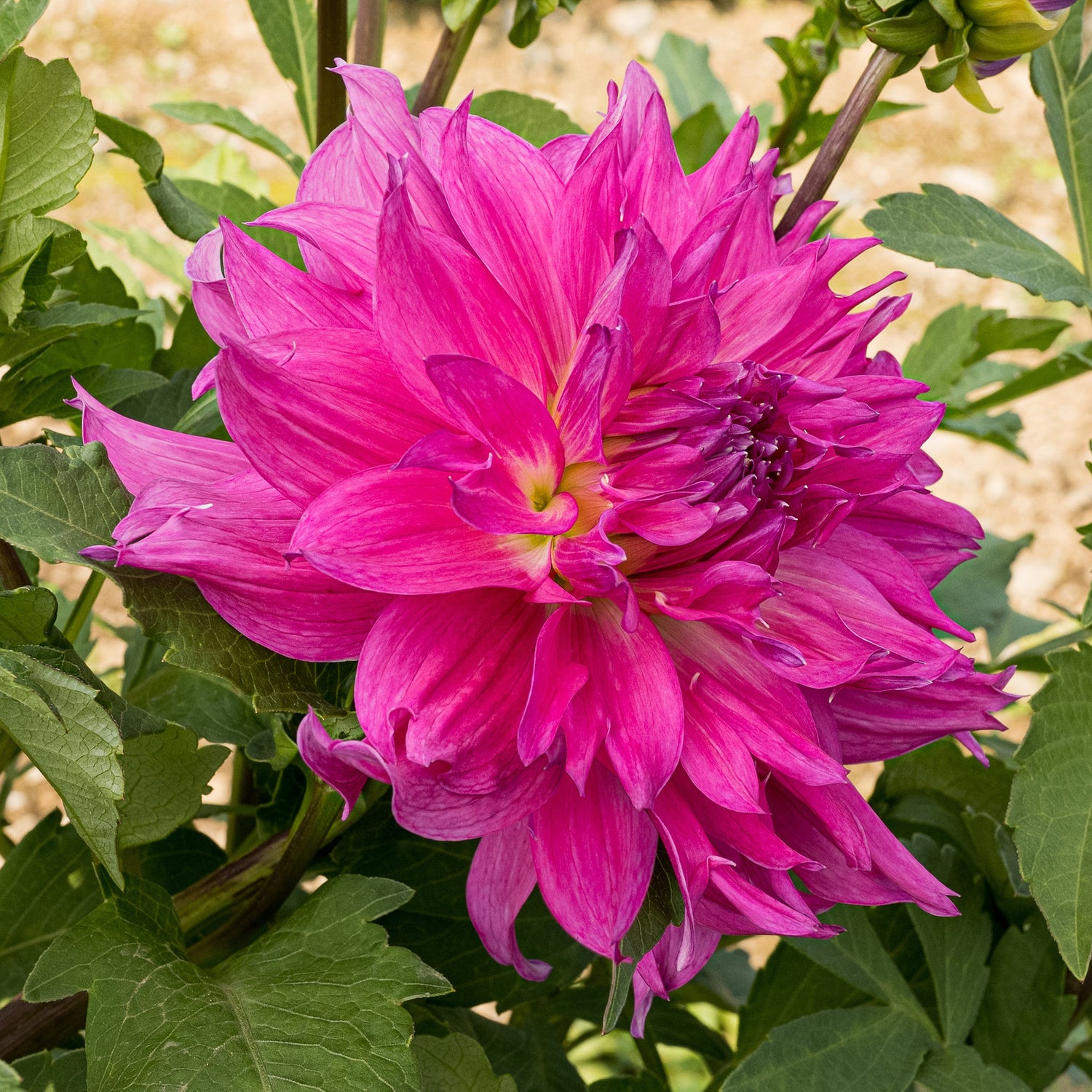 Elsie Huston Dahlia – Bear Creek Farm
