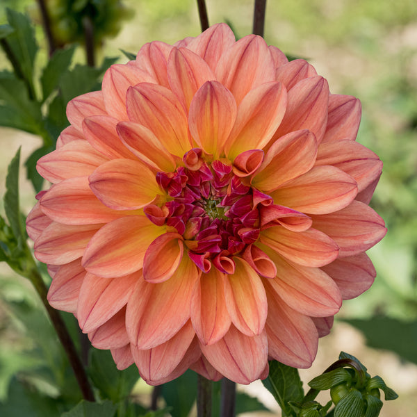 Buy Ferncliff Copper Dahlia Tuber (Bulb) – Bear Creek Farm