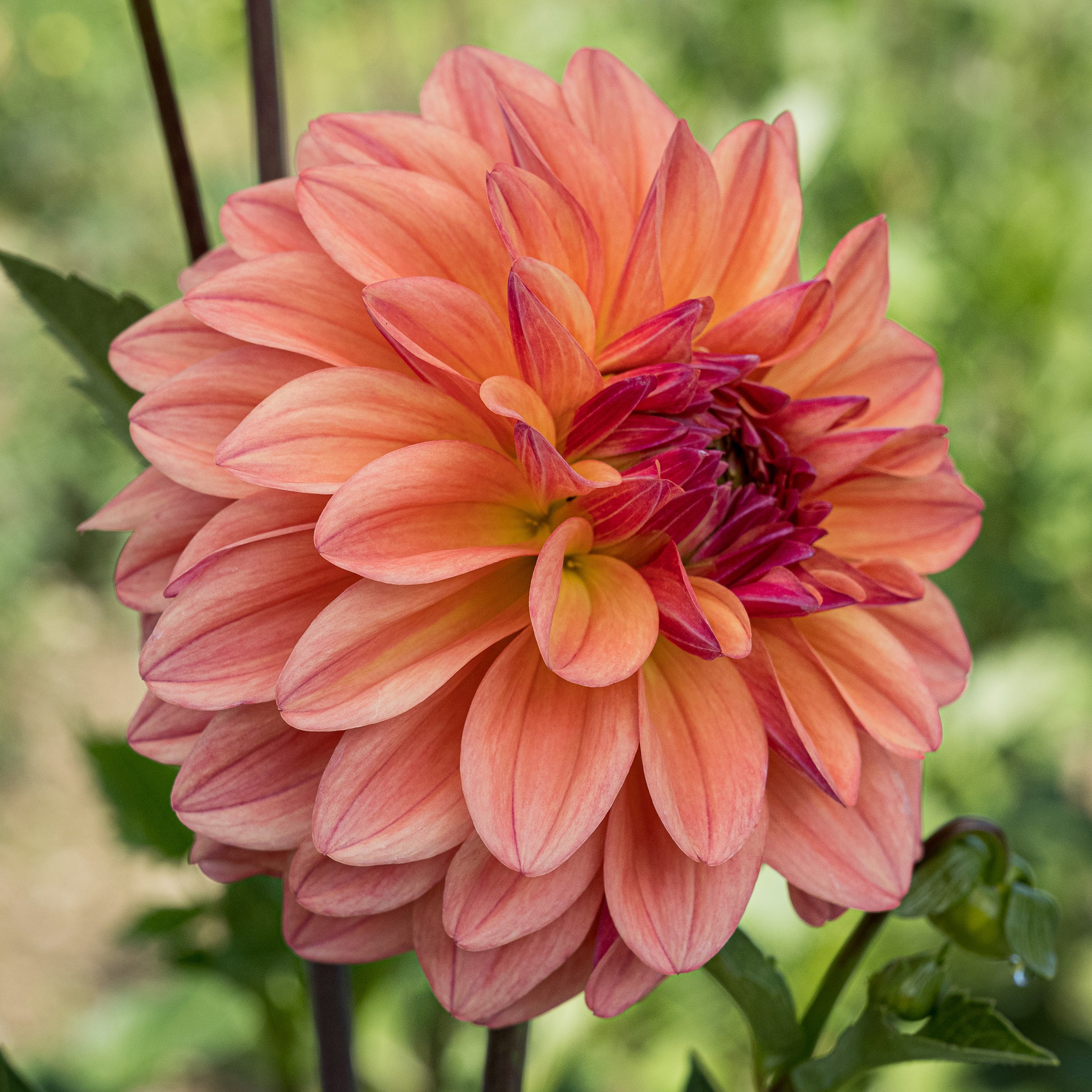 Buy Ferncliff Copper Dahlia Tuber (Bulb) – Bear Creek Farm