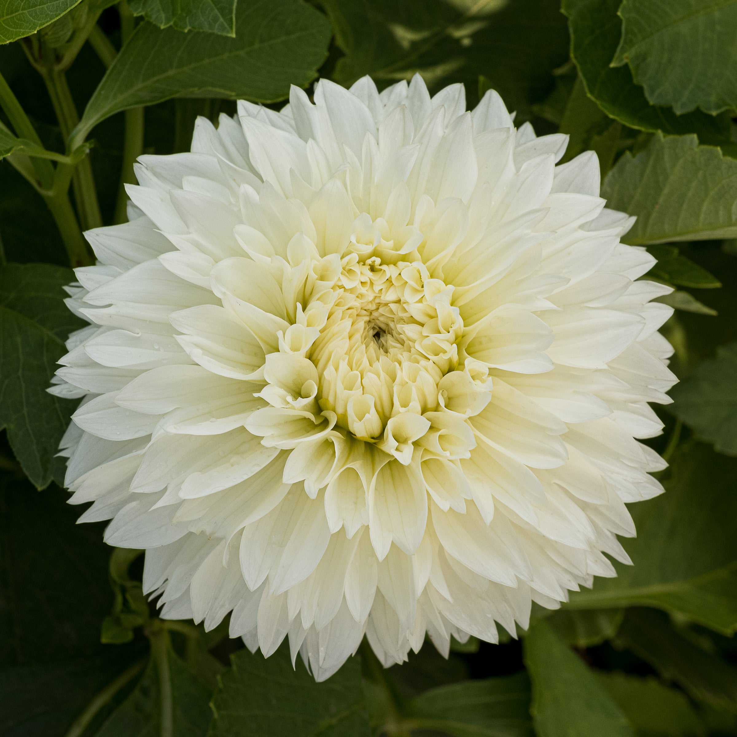 Buy Gitt’s Attention Dahlia Tuber (Bulb) – Bear Creek Farm