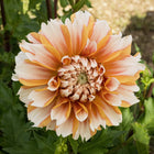 Hollyhill Orange Ice Dahlia