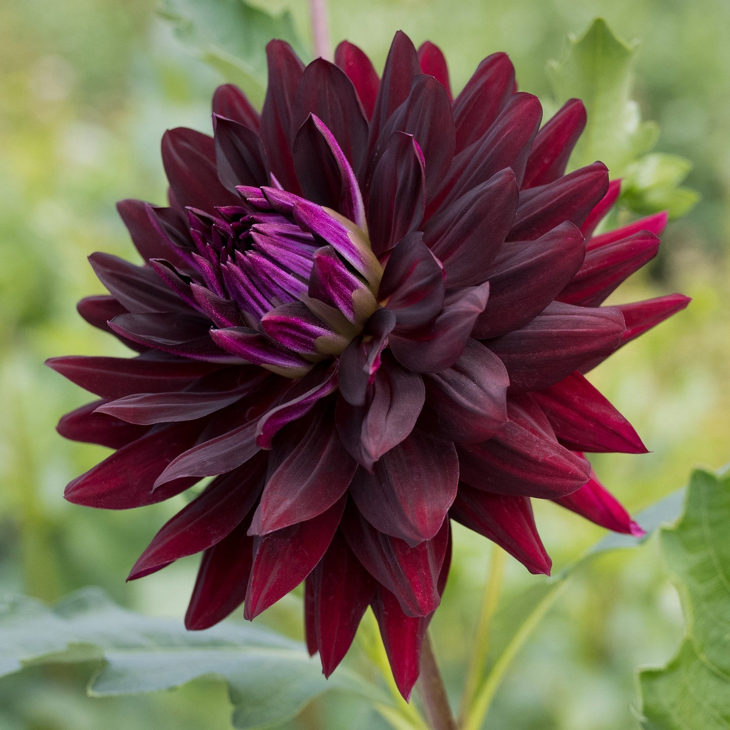 dahlia black beauty seeds Hollyhill Black Beauty Dahlia – Bear Creek Farm