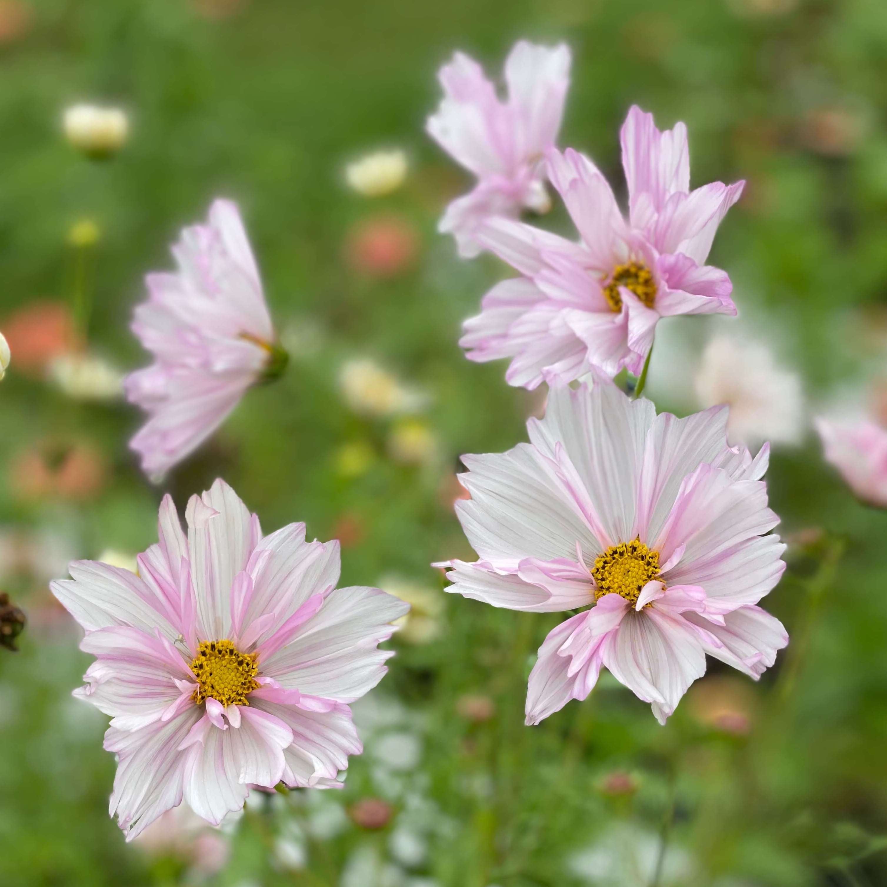 Cosmos Double Click Bicolor Pink – Bear Creek Farm