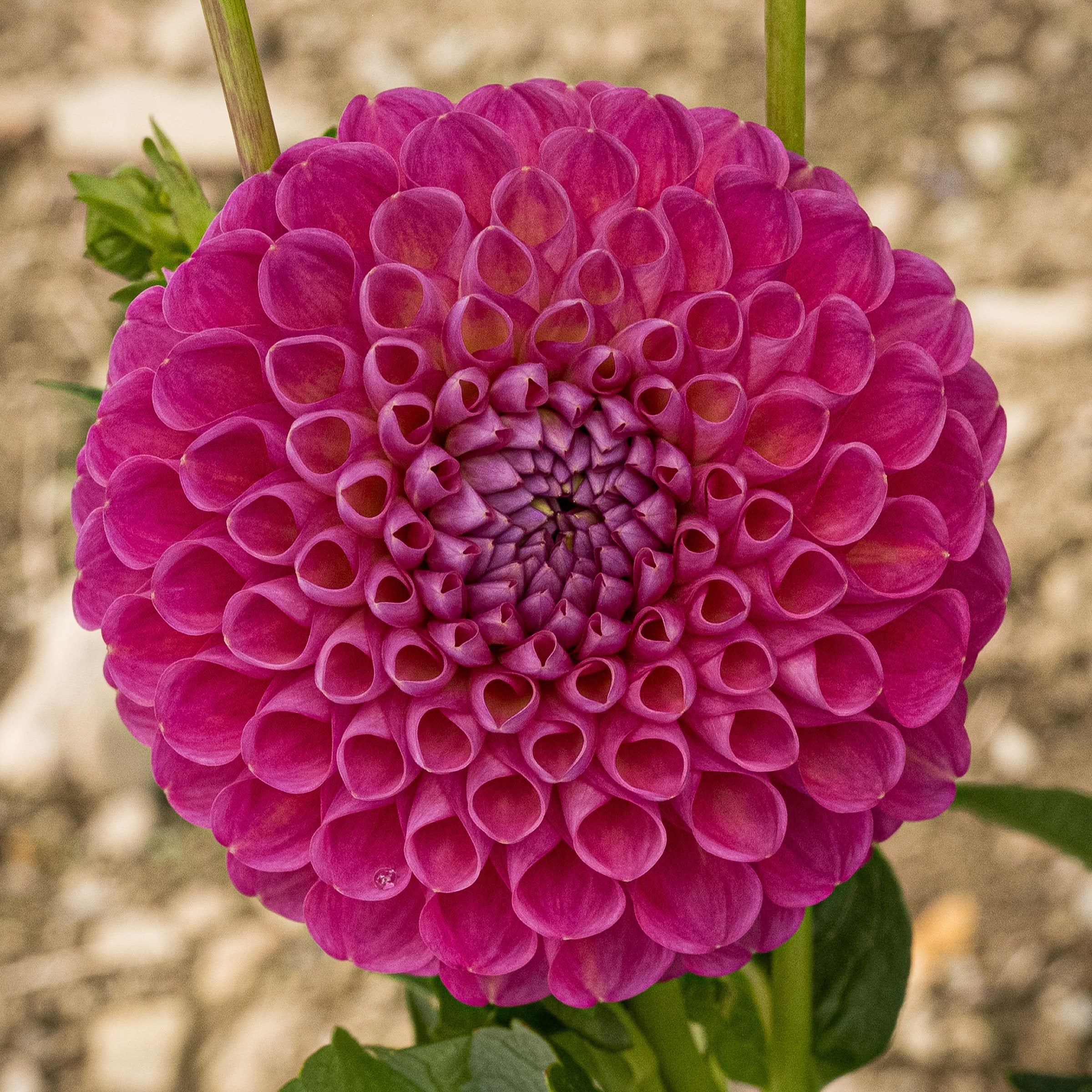 Jowey Frambo Dahlia – Bear Creek Farm