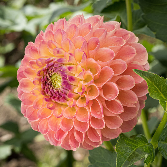 Buy Jowey Paula Dahlia Tuber (Bulb) – Bear Creek Farm