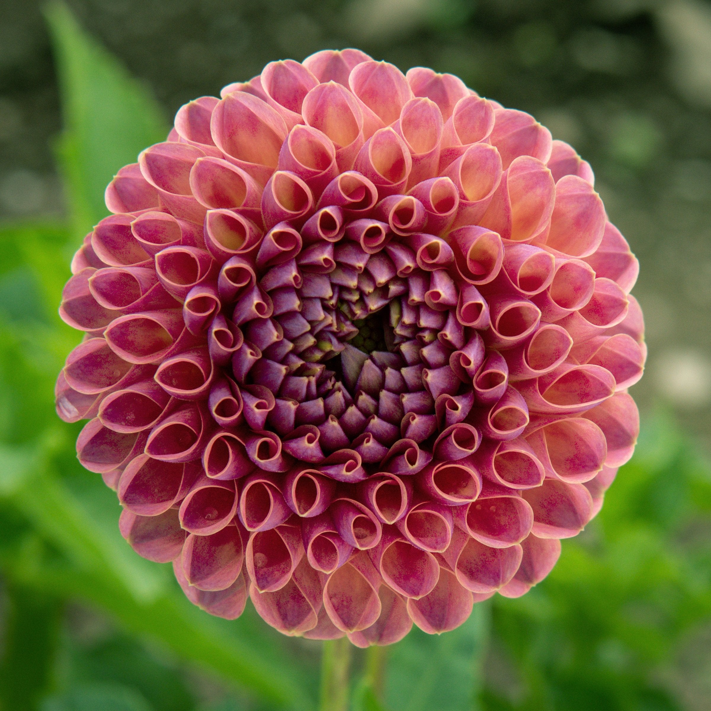 Jowey Winnie Dahlia – Bear Creek Farm