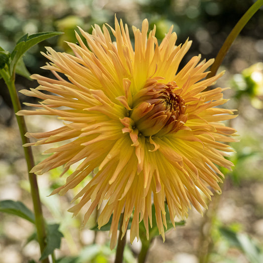 Kaiwera Gold Dahlia