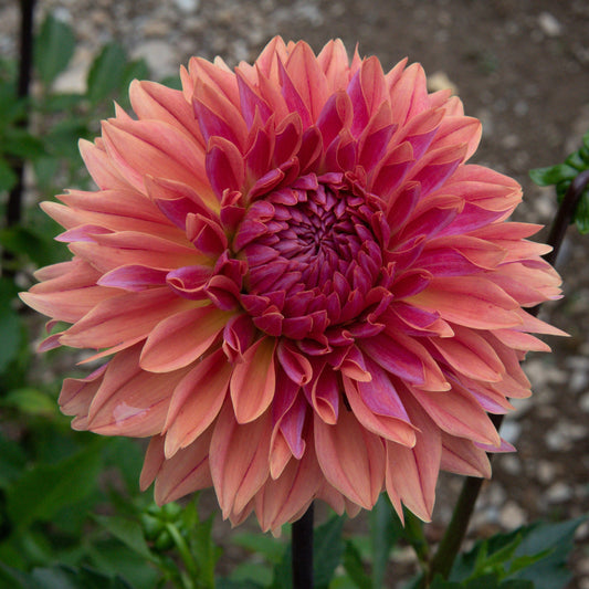 Libeccio Dahlia