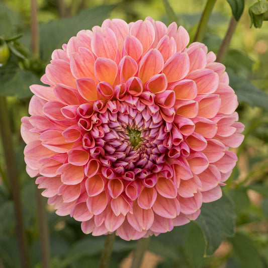 Linda's Baby Dahlia