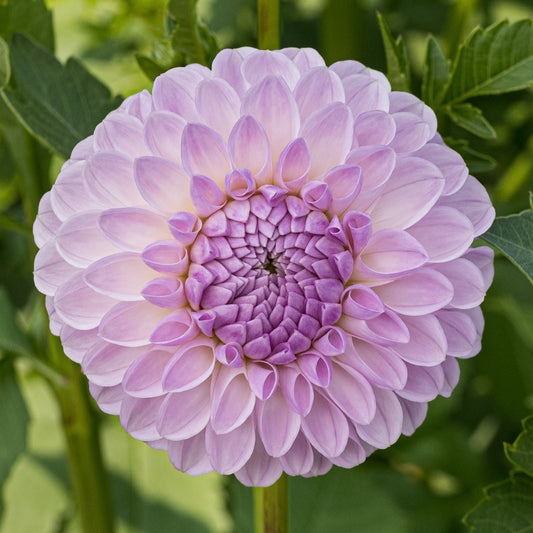 Megan Dean Dahlia