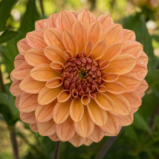 Mission Zest Dahlia