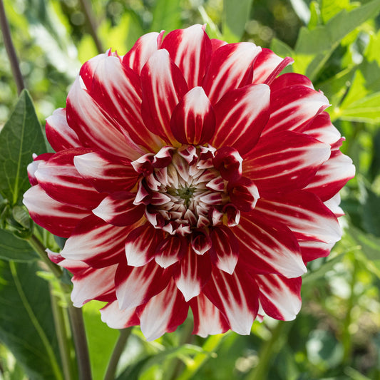 Myrtle's Brandy Dahlia