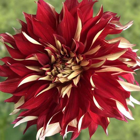 Nick Sr. Dahlia