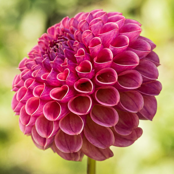 Buy Caitlin's Joy Dahlia Tuber (Bulb) – Bear Creek Farm