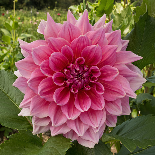 Otto's Thrill Dahlia